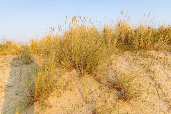 Маррам Травы Золотой Час Ваттный Остров Terschelling Нидерланды — стоковое фото