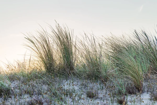 荷兰特尔谢林群岛沙丘上的马兰草 — 图库照片