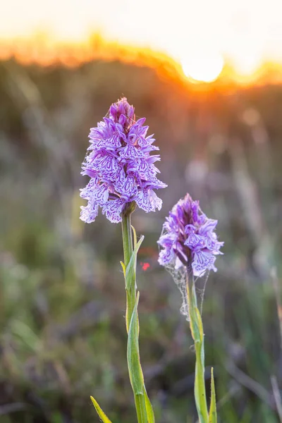 Orchis Bei Sonnenuntergang Park Formerum Dünen Auf Der Watteninsel Terschelling — Stockfoto