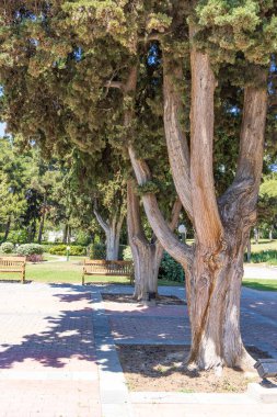 Yunanistan 'daki Selanik Orta Makedonya' daki Amerikan Çiftlik Okulu 'nun eski çam ağacının bulunduğu ana binadan görüntü