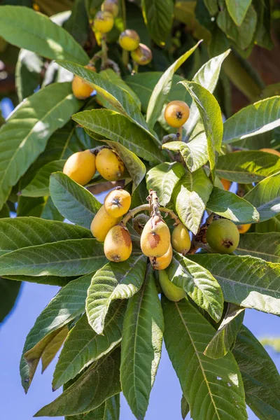 Loquat Tree Fruits Springtime Thessaloniki Greece — Stock Photo, Image