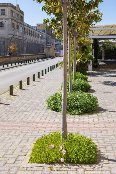 Baumspiegel Mit Blühenden Pflanzen Die Die Stadt Zentrum Von Thessaloniki — Stockfoto