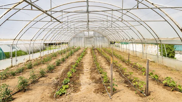 Gewächshaus Gärtnerei Mit Jungen Tomaten Und Paprika Pflanzen Und Bewässerungssystem — Stockfoto
