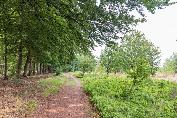 自然公園の森の中のブルーベリーエクスロー市のモーレンフェルトオランダのボルガー オドーン — ストック写真