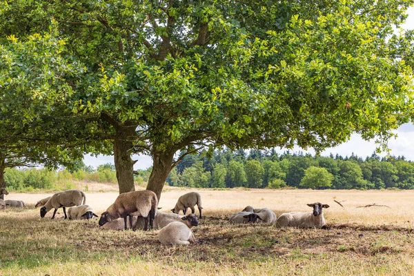 Schafe Unter Großen Eichen Versteckt Für Die Sonne Naturpark Molenveld — Stockfoto