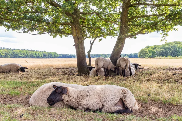 自然公園の太陽のために隠れている大きなオークの木の下の羊Exllo自治体のMolenbeld DrenteのBorger Odoornオランダ — ストック写真