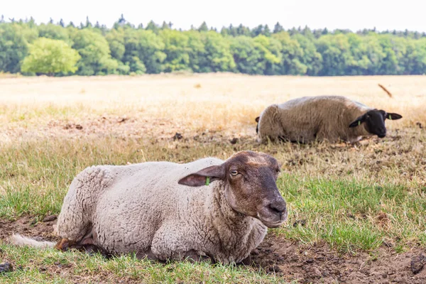Owce Pod Dużym Dębem Ukrywające Się Słońcu Parku Przyrody Molenveld — Zdjęcie stockowe