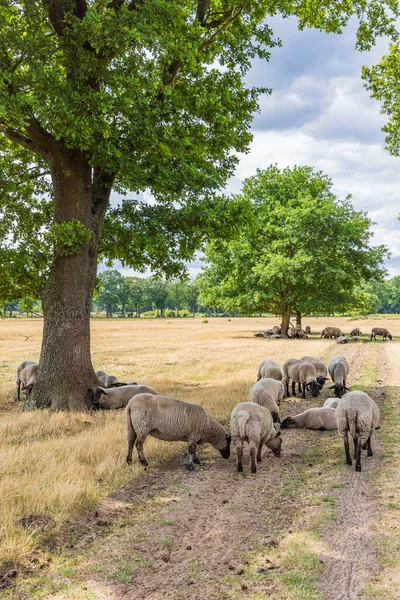 Овцы Большим Дубом Скрывающиеся Солнцем Природном Парке Molenveld Муниципалитете Exloo — стоковое фото