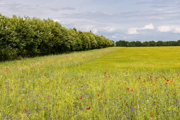 Kleurrijke Wilde Bloemen Langs Landbouwgebied Als Biodiversiteitsmaatregel Goede Praktijken Van — Stockfoto