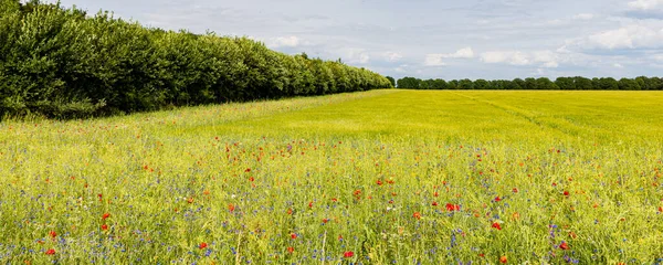 Colorful Wild Flowers Agriculture Field Biodiversity Measure Good Practice Nature — Stock Photo, Image