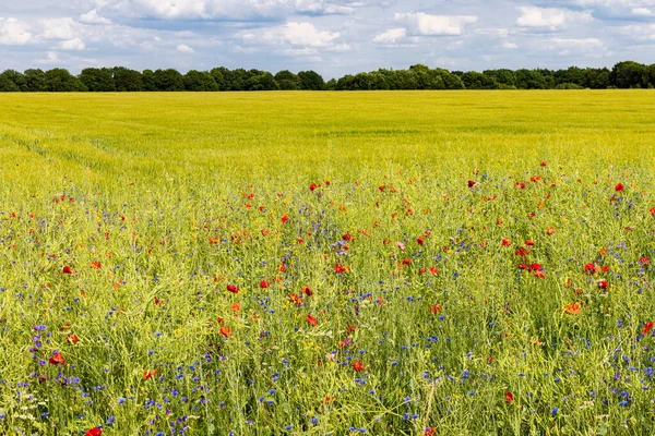 Colorful Wild Flowers Agriculture Field Biodiversity Measure Good Practice Nature — Stock Photo, Image