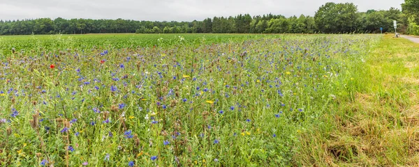 生物多様性の指標としての農業分野に沿ったカラフルな野生の花 — ストック写真