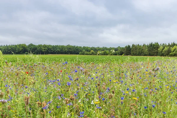 Kleurrijke Wilde Bloemen Langs Landbouwgebied Als Biodiversiteitsmaatregel — Stockfoto