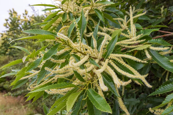 stock image Blooming sweet chestnut tree along the road in Drenthe in The Netherlands