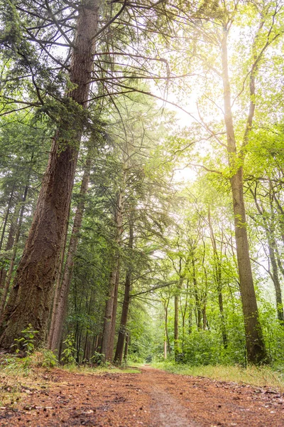 Impressive Large Old Pine Tree Forest Odoorn Drenthe Province Netherlands — Stock Photo, Image