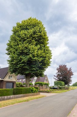 Hollanda 'nın Drenthe ilinde Emmen yakınlarında bir evin bahçesinde Tilia korverisi ya da sokak boyunca bırakılmış küçük kireç ağacı