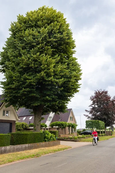Emmen Netehrlands July 2023 Woman Cycling Tilia Cordata Small Leaved — Stock Photo, Image