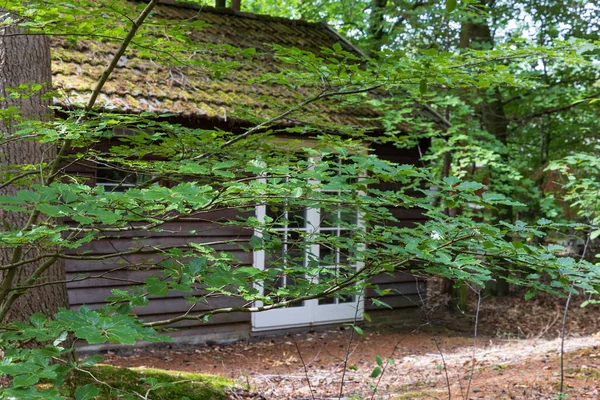 Kleine Duurzame Houten Huizen Huur Het Bos Odoorn Provincie Drenthe — Stockfoto