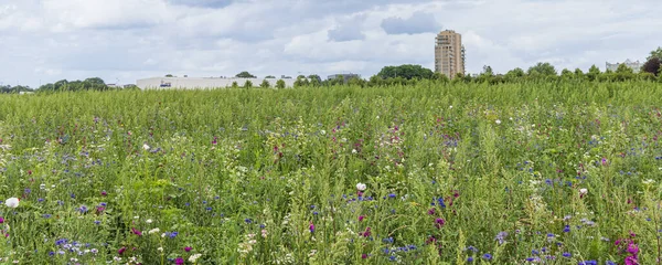 Colorful Wild Flowers Agriculture Field Biodiversity Measure Skyline Emmen Drenthe — Stock Photo, Image