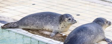Hollanda 'nın Groningen eyaleti Het Hogeland belediyesinde fok fok fok fokları foka vitulinası foka vitulina fok fokları.