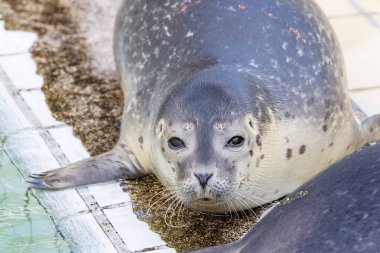Hollanda 'nın Groningen eyaleti Het Hogeland belediyesinde fok fok fok fokları foka vitulinası foka vitulina fok fokları.