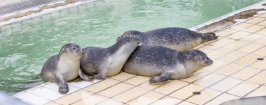 Hollanda 'nın Groningen eyaleti Het Hogeland belediyesinde fok fok fok fokları foka vitulinası foka vitulina fok fokları.