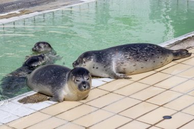 Hollanda 'nın Groningen eyaleti Het Hogeland belediyesinde fok fok fok fokları foka vitulinası foka vitulina fok fokları.