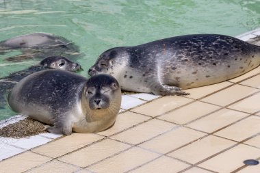 Hollanda 'nın Groningen eyaleti Het Hogeland belediyesinde fok fok fok fokları foka vitulinası foka vitulina fok fokları.