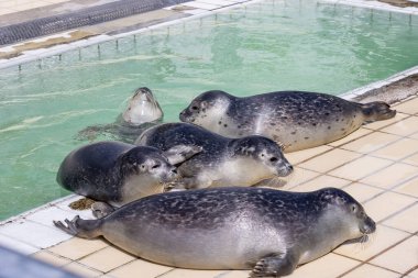Hollanda 'nın Groningen eyaleti Het Hogeland belediyesinde fok fok fok fokları foka vitulinası foka vitulina fok fokları.
