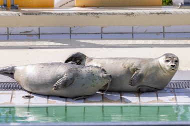 Hollanda 'nın Groningen eyaleti Het Hogeland belediyesinde fok fok fok fokları foka vitulinası foka vitulina fok fokları.