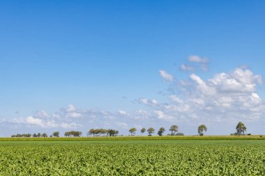 Kuzey Groningen 'de Pieterburen Het Hogeland yakınlarında şekerpancarı olan tarım alanı Nehtelands' da.