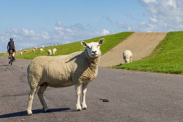 Cycling Sheep Dike Wadden Sea Area Pieterburen Het Hogeland North — Stock Photo, Image