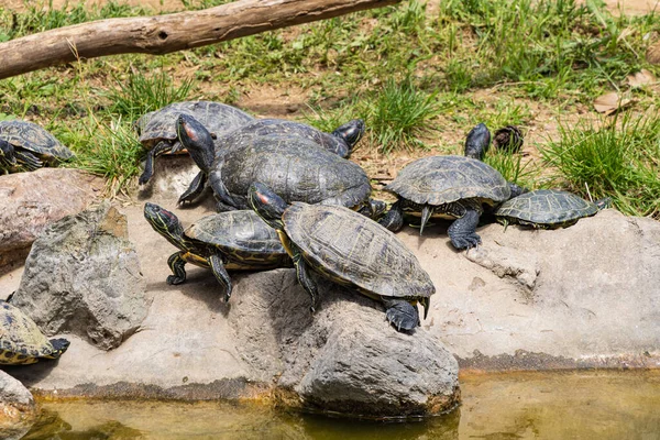 Schildpadden Met Rode Oren Schuifschildpadden Het Openbaar Park Pendion Areos Rechtenvrije Stockfoto's