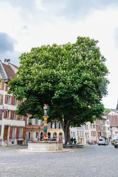 Бургдорф Швейцария Мая 2023 Года Большое Каштановое Дерево Старом Центре — стоковое фото