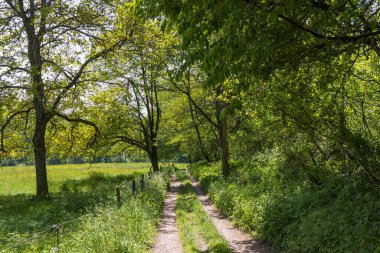 Manzara Michelbach çevre departmanı Haut-Rhin Fransa 'nın Grand Est bölgesinde
