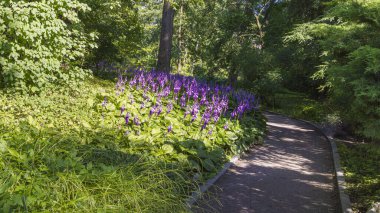 Krakow, Polonya - 18 Temmuz 2023: Polonya 'nın Krakow Malopolska bölgesindeki Jagiellonian Üniversitesi Botanik Bahçesinde çiçek sınırları boyunca yürümek