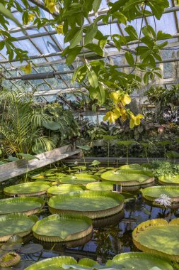 Krakow, Polonya - 18 Temmuz 2023: Polonya 'nın Krakow Malopolska bölgesindeki Jagiellonian Üniversitesi Botanik Bahçesinde Victoria crusiana bitkileri veya Santa Cruz nilüferleri