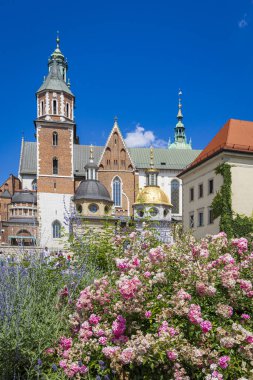 Polonya 'nın Krakow Malopolska bölgesindeki Royal Wawel kalesinin önündeki pembe güller.