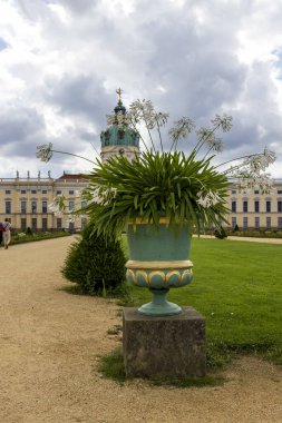 Büyük beyaz Agapanthus çiçekleri zarif Fransız tarzı kaplarda Berlin, Almanya 'daki Charlottenburg sarayının kraliyet bahçelerinde.