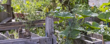 Halk bahçesi Allmende-Kontor Berlin 'de Tempelhofer sahasında, Almanya Avrupa' da