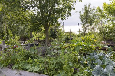 Halk bahçesi Allmende-Kontor Berlin 'de Tempelhofer sahasında, Almanya Avrupa' da