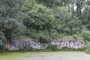 Kırlangıç yuvası Hollanda 'nın Groningen eyaletindeki Siddeburen Belediyesi Midden-Groningen' deki küçük doğa parkına duvar örer.