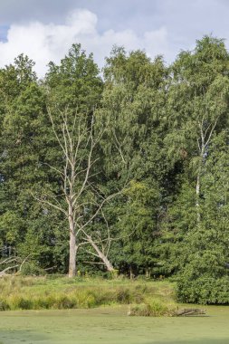 Hollanda 'nın Groningen bölgesindeki Midden-Groningen belediyesinde Siddeburen' de küçük bir doğa parkı.