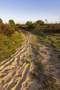 Gelderland, Veluwe 'deki Ginkel fundalığında çiçek açan fundalarla gün batımında renkli güneşli manzara Hollanda