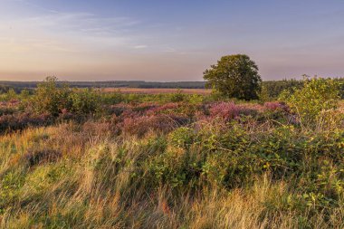 Gelderland, Veluwe 'deki Ginkel fundalığında çiçek açan fundalarla gün batımında renkli güneşli manzara Hollanda