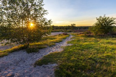 Gelderland, Veluwe 'deki Ginkel fundalığında çiçek açan fundalarla gün batımında renkli güneşli manzara Hollanda