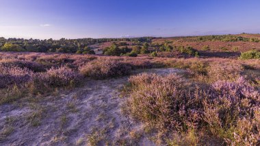 Gün batımında renkli güneşli bir manzara. Hollanda, Rheden Gelderland 'daki Veluwe' de çiçek açan fundalarla birlikte De Posbank rezervi.