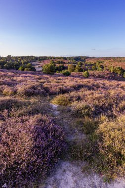 Gün batımında renkli güneşli bir manzara. Hollanda, Rheden Gelderland 'daki Veluwe' de çiçek açan fundalarla birlikte De Posbank rezervi.
