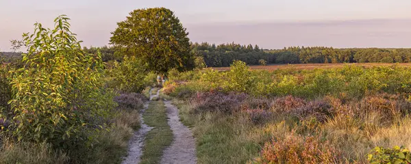 Gelderland, Veluwe 'deki Ginkel fundalığında çiçek açan fundalarla gün batımında renkli güneşli manzara Hollanda