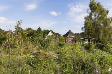 Hollanda 'nın Gelderland kentindeki Ede belediyesinde kentsel sosyal sebze bahçesi projesiyle manzara